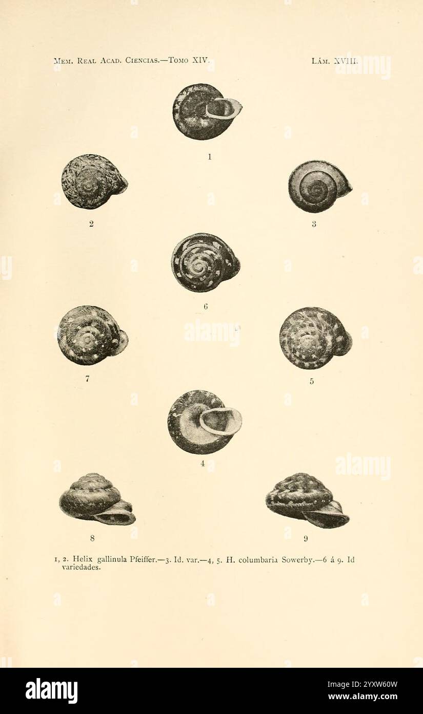 Arrangement presents shells hi-res stock photography and images - Alamy