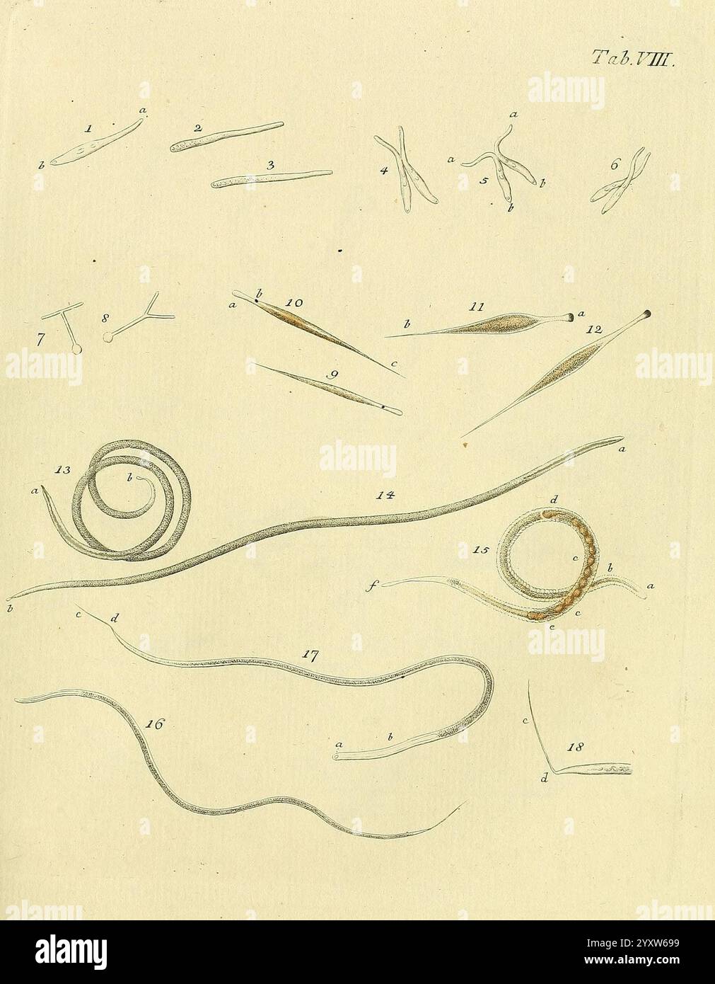 Coiled specimens hi-res stock photography and images - Alamy