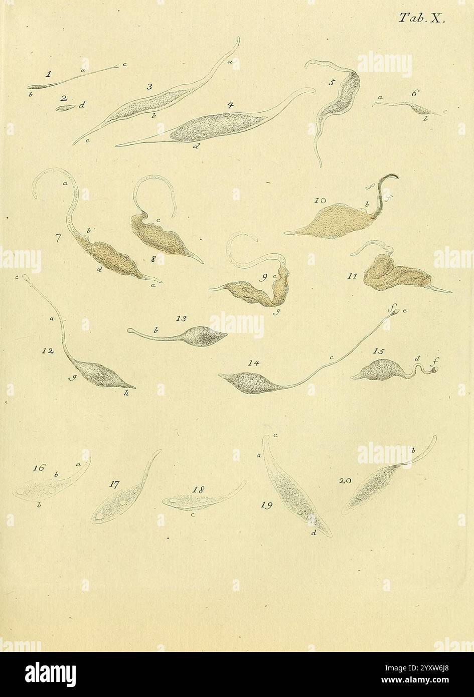 Animalcula Infusoria Fluviatilia Marina Hauniae Typis Nicolai Mölleri ...