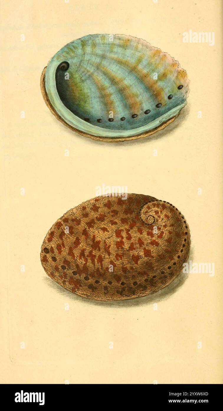 Two distinct types of scallop shells hi-res stock photography and ...