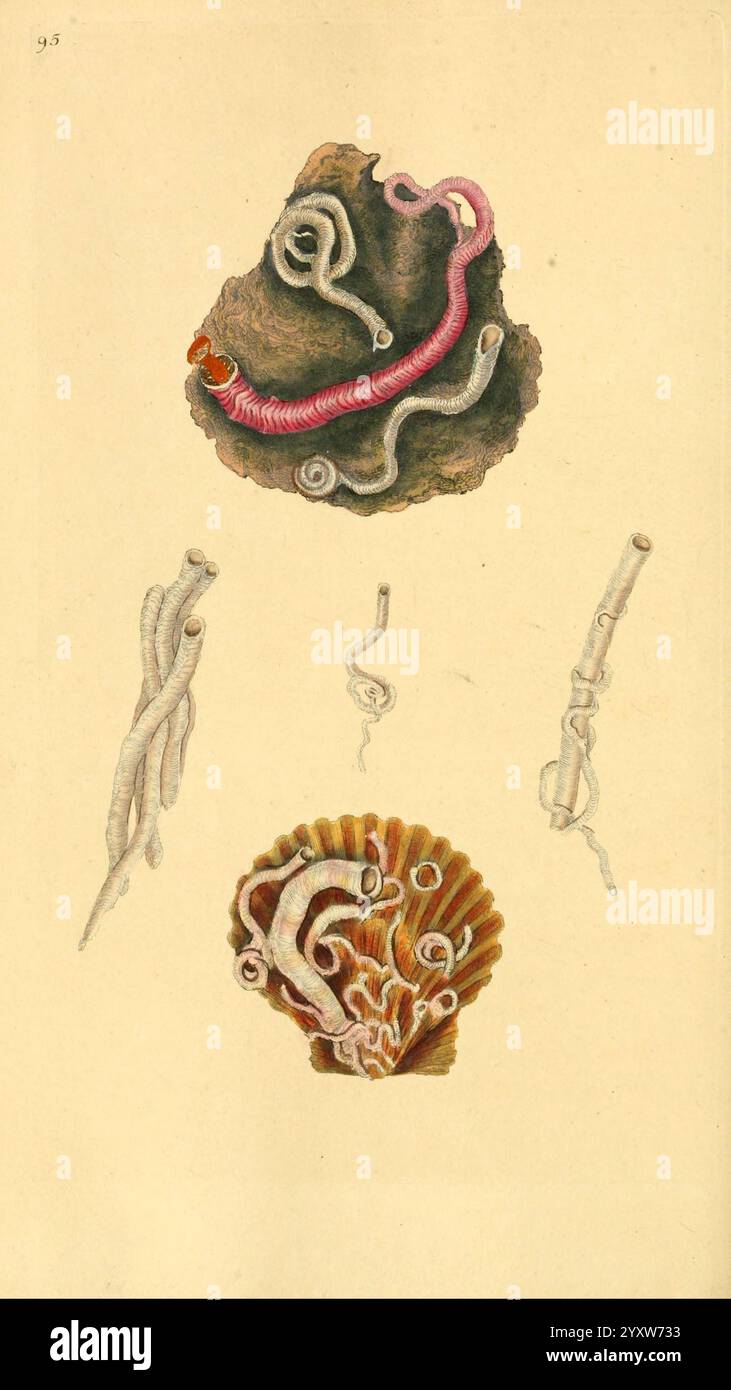 Bye Shell The, natural, history, of, British, shells, v.1-3, London, Printed, for ...