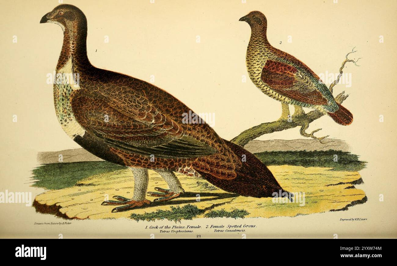 American Ornithology, or The Natural History of the Birds of the United States London Cassell, Petter & Galpin [187-] Birds United States Centrocercus Urophasianus Dendragapus Fuliginosus Sooty Grouse Greater Sage Grouse, The illustration showcases two distinct birds perched on a tree and standing on the ground nearby. The one on the left has a prominent posture with a distinctive plume of feathers, exhibiting rich, textured patterns in earthy tones. The bird on the right is positioned closer to the foreground, displaying a robust body adorned with intricate feather details in shades of brown Stock Photo