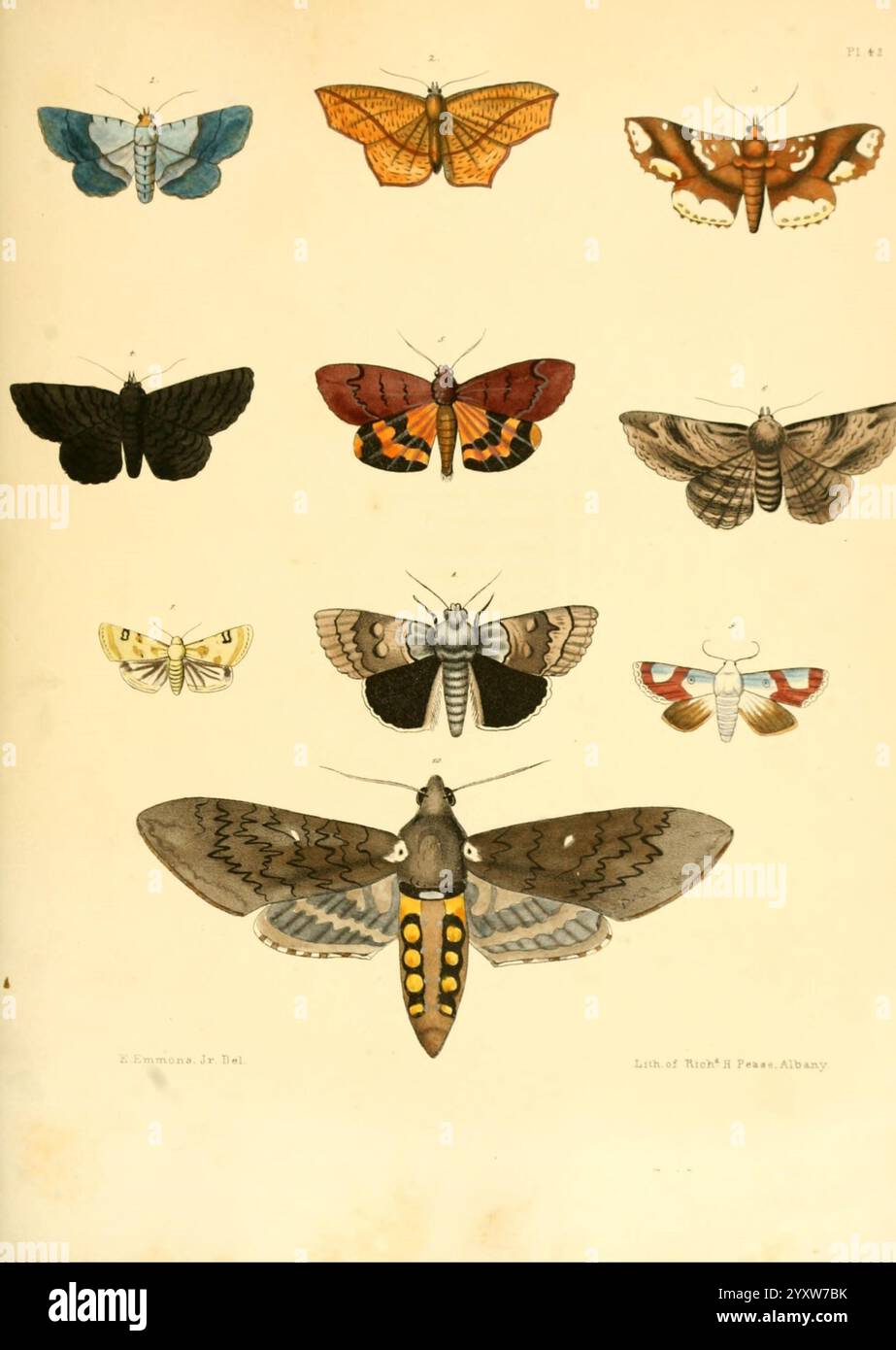 Ten distinct insects hi-res stock photography and images - Alamy