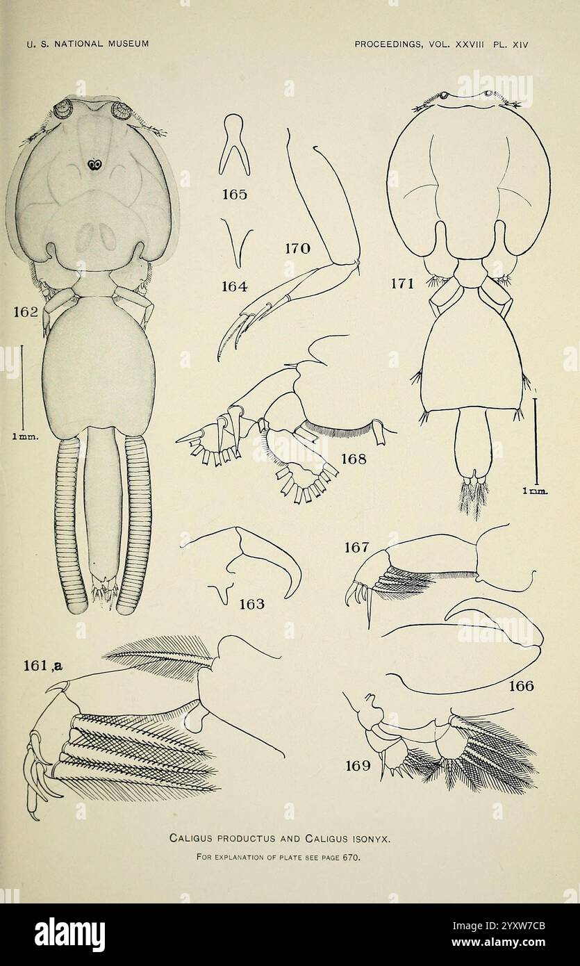 North American parasitic copepods belonging to the family Caligidae 1905 north america copepoda caligidae, The illustration showcases detailed anatomical drawings of the Caligus productus and Caligus isonyx species, highlighting their distinct features. Various views are presented, including dorsal and lateral perspectives of the body structure, appendages, and specialized features. Captions indicate each part's number for reference, facilitating comparison and study of morphological characteristics. The drawing serves as an educational resource, contributing to the understanding of these crus Stock Photo