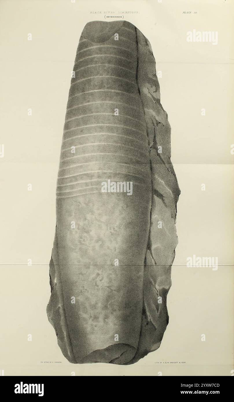 Elongated Shell Texture Shells tapering shape hi-res stock photography and images - Alamy