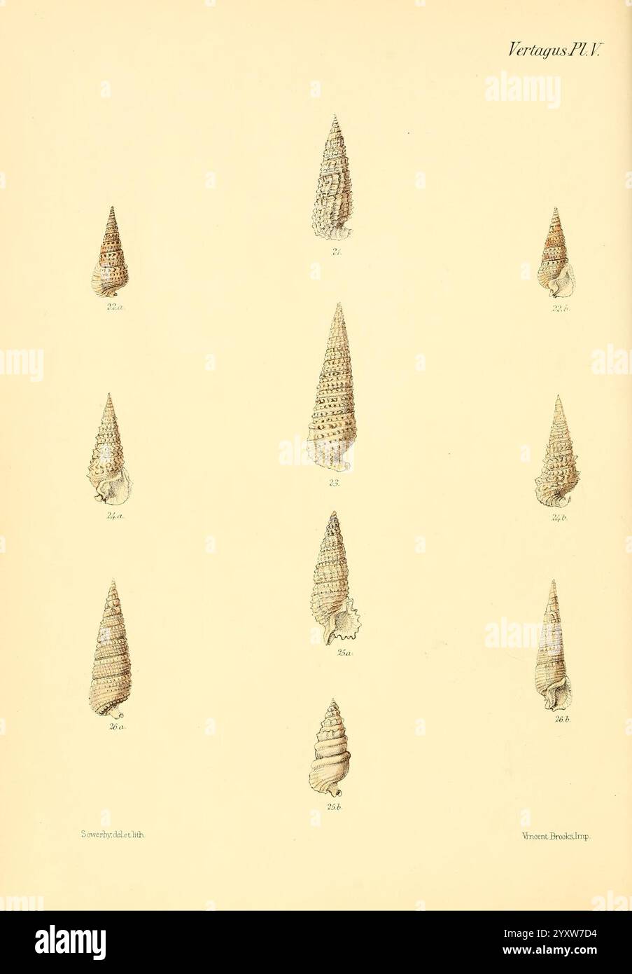 Conchologia Iconica Or Illustrations Of The Shells Of Molluscous 