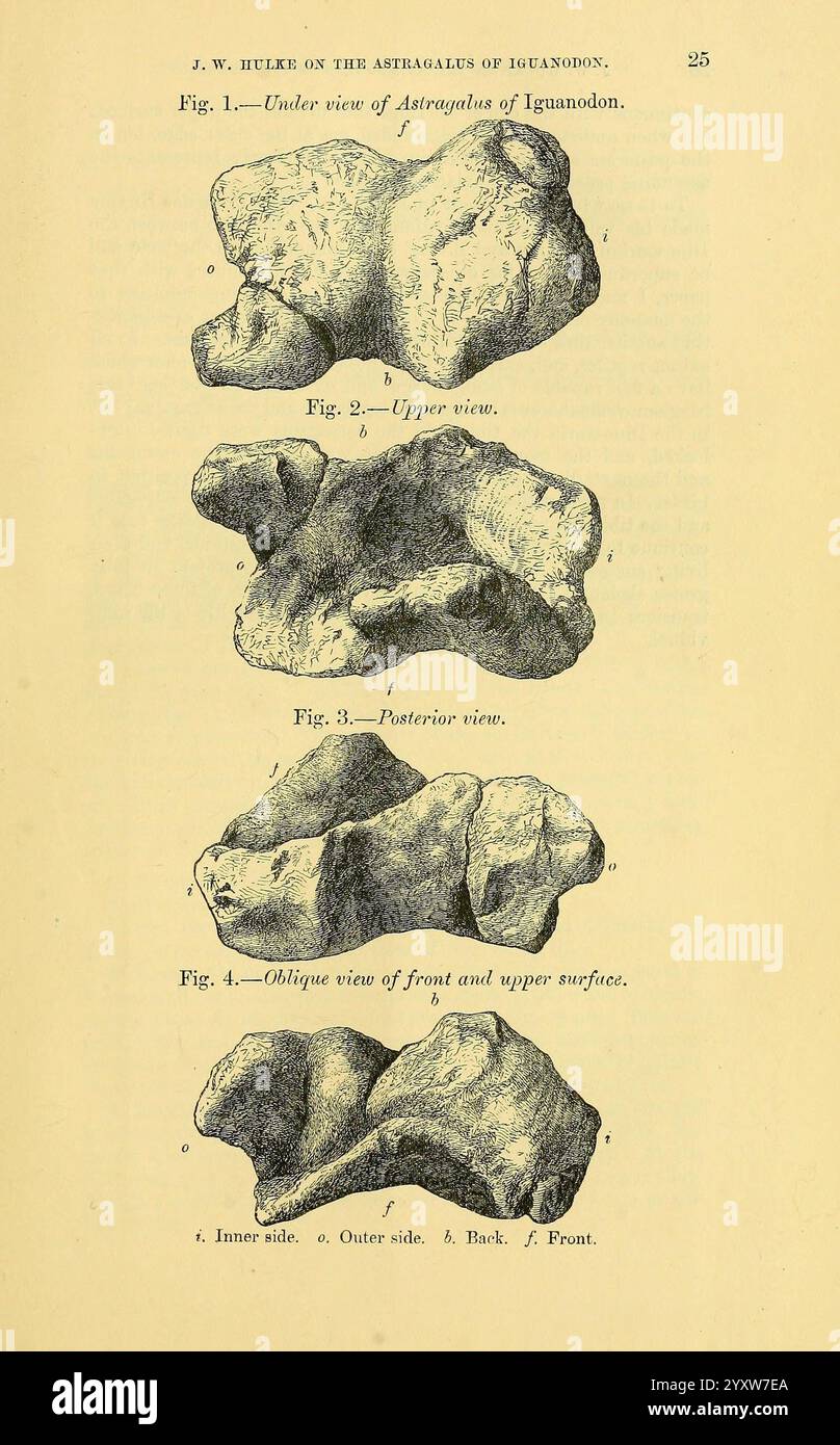 The Quarterly Journal Of The Geological Society Of London V 30 1874 the-quarterly-journal-of-the-geological-society-of-london-v-30-1874