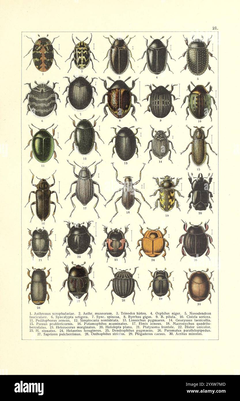 Insect Systematics Systematic arrangement of various beetle species hi-res stock ...