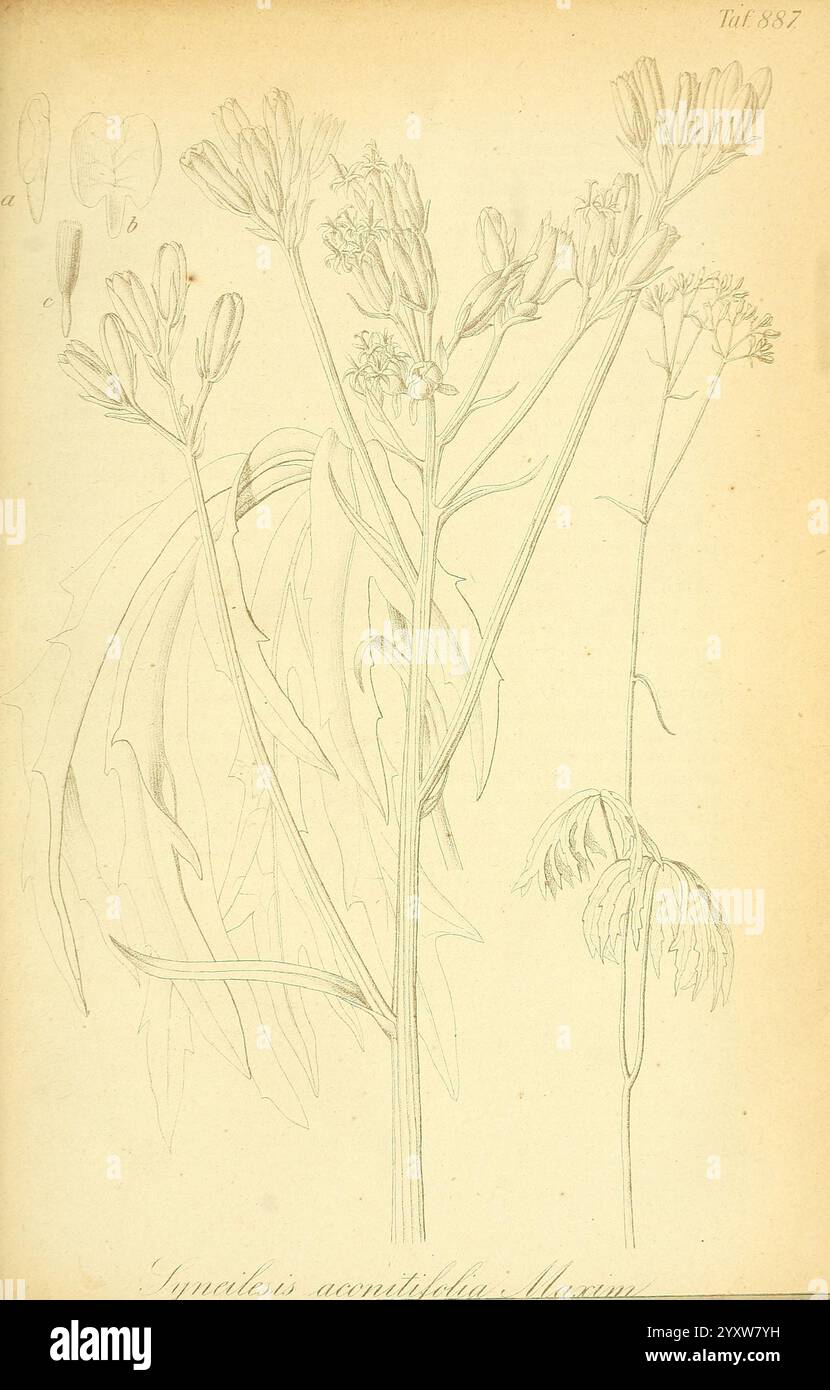 Additional flower anatomy hi-res stock photography and images - Alamy