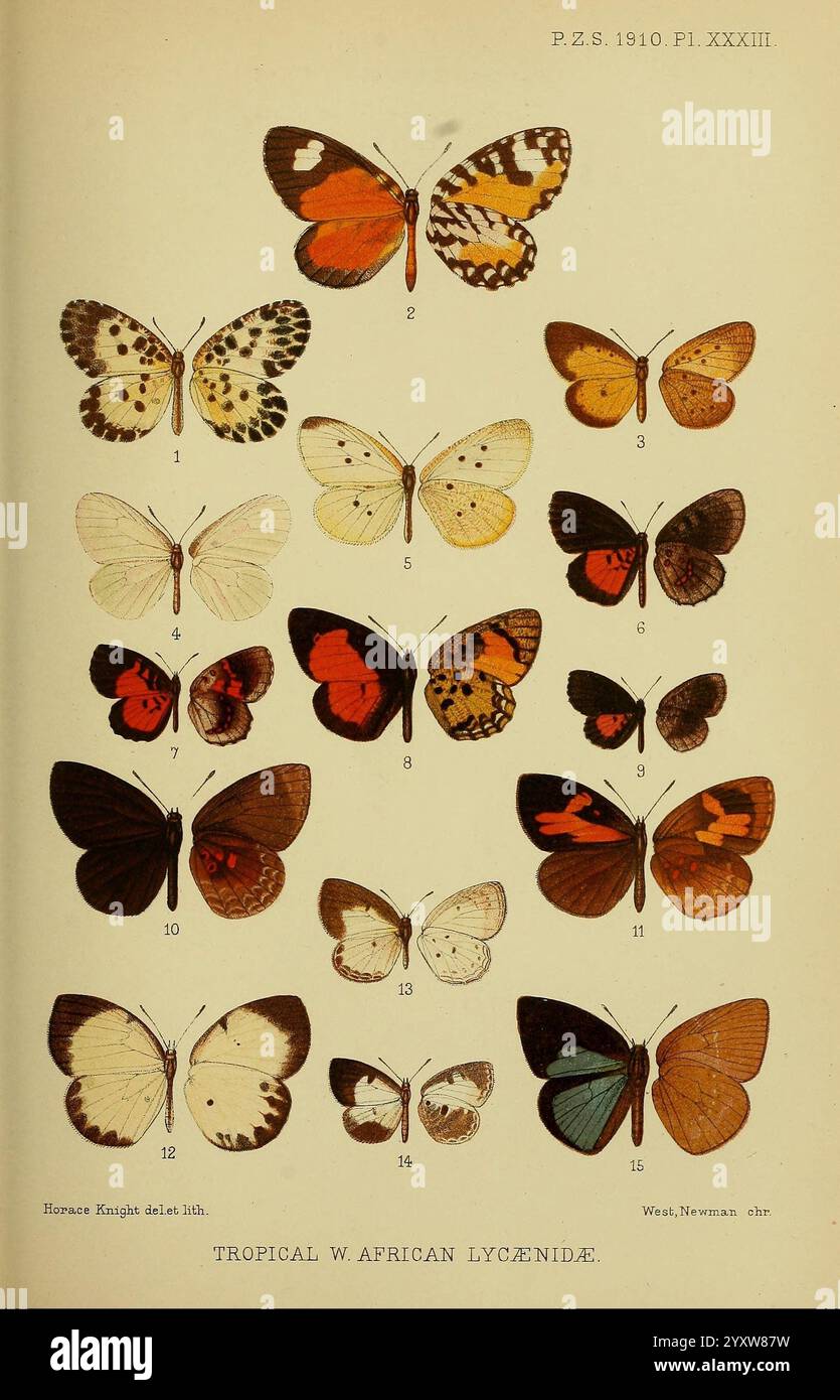 Tropical west african lycaenidae butterflies hi-res stock photography ...