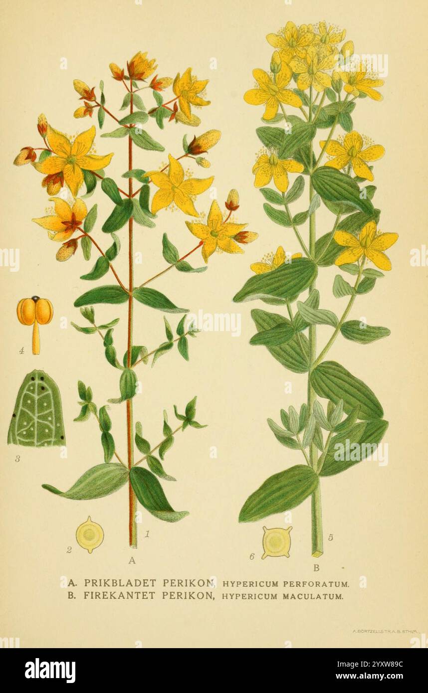 Billeder af nordens flora. v.1 København, G.E.C. Gad's forlag, 1917 ...