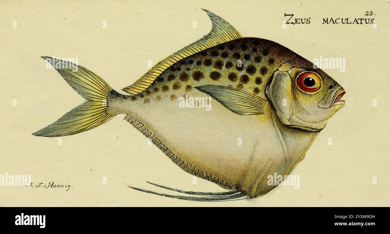 M. E. Blochii, Systema ichthyologiae iconibus CX illustratum v.2 ...