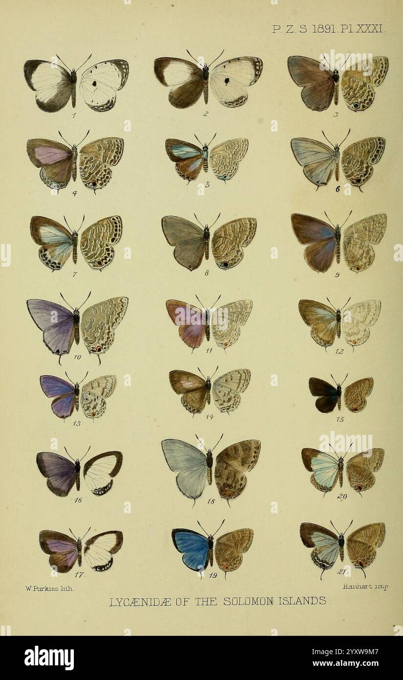 Fascinating family of insects hi-res stock photography and images - Alamy