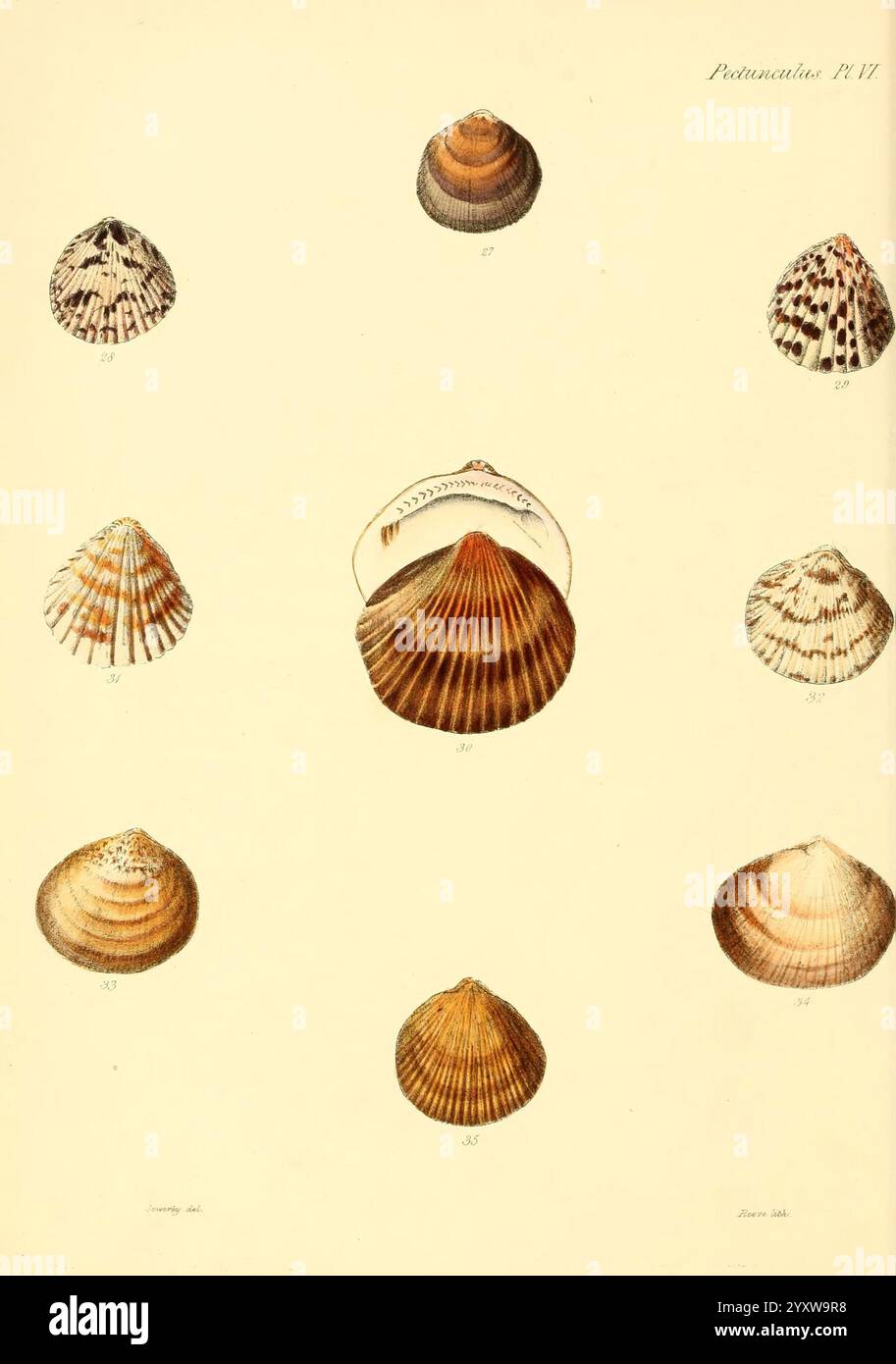 Uniquely shaped shells hi-res stock photography and images - Alamy