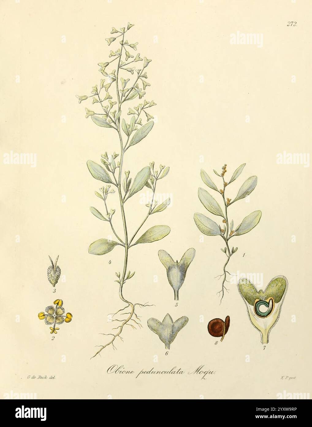 Orobanche pedunculata plant hi-res stock photography and images - Alamy