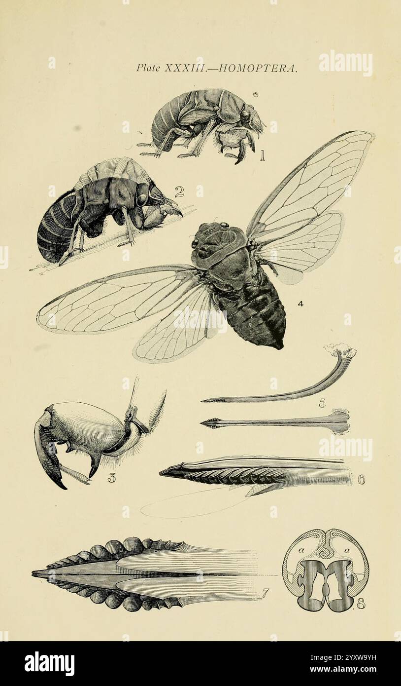 Australian insects Sydney W. Brooks 1907 Australia insects pupa Arthropoda ovipositor Homoptera Cicadidae foreleg Cyclochila Australasiae Australia taxonomy family Cicadidae Cyclochila Australasiae arthropod, This illustration features a detailed representation of various insects from the order Homoptera. The top left displays a close-up view of a flea, showcasing its distinctive body shape and details. Adjacent to it, another insect is depicted, possibly a variety of cicada, identified by its prominent wings and body structure. Below these, a different specimen illustrates features typical of Stock Photo