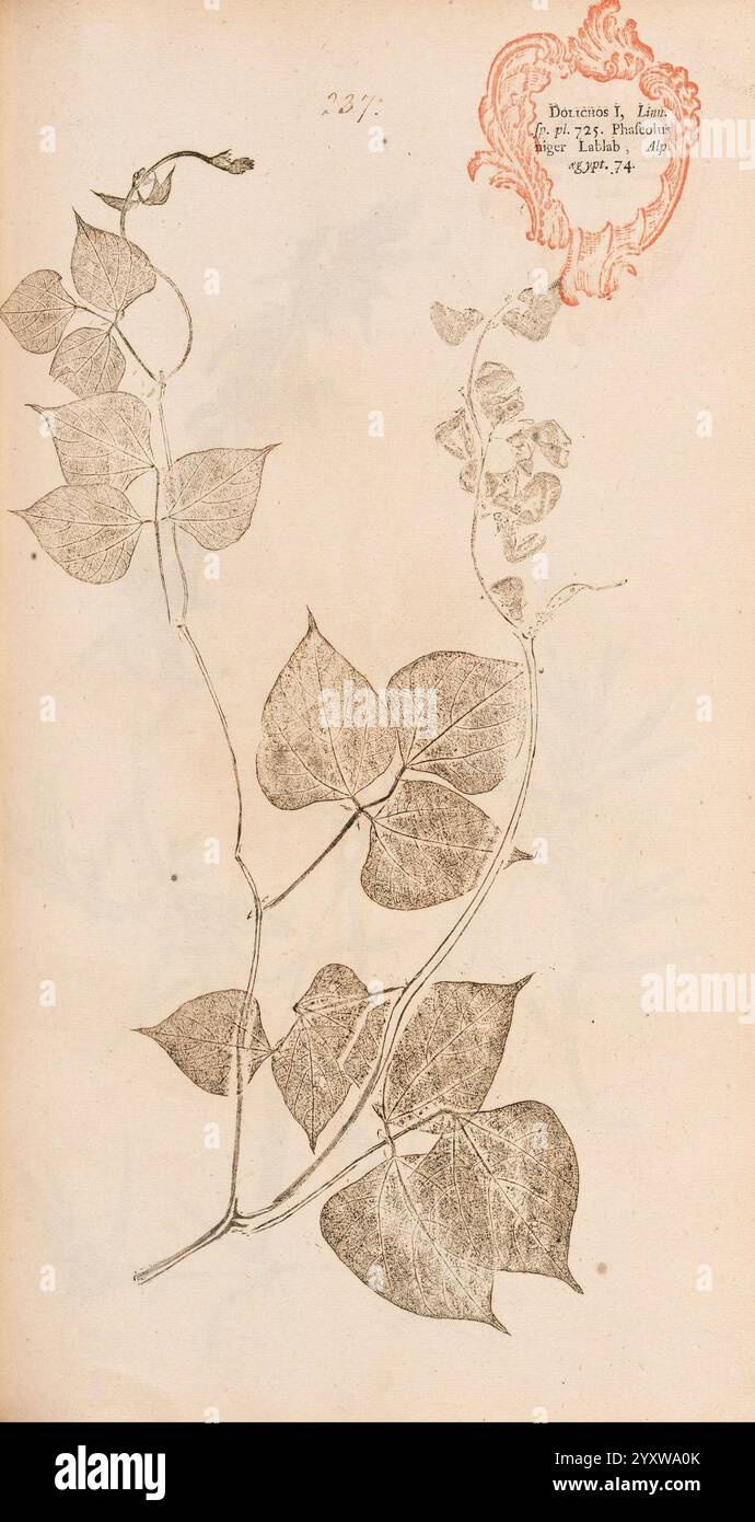 Leaves exhibit subtle variations hi-res stock photography and images ...