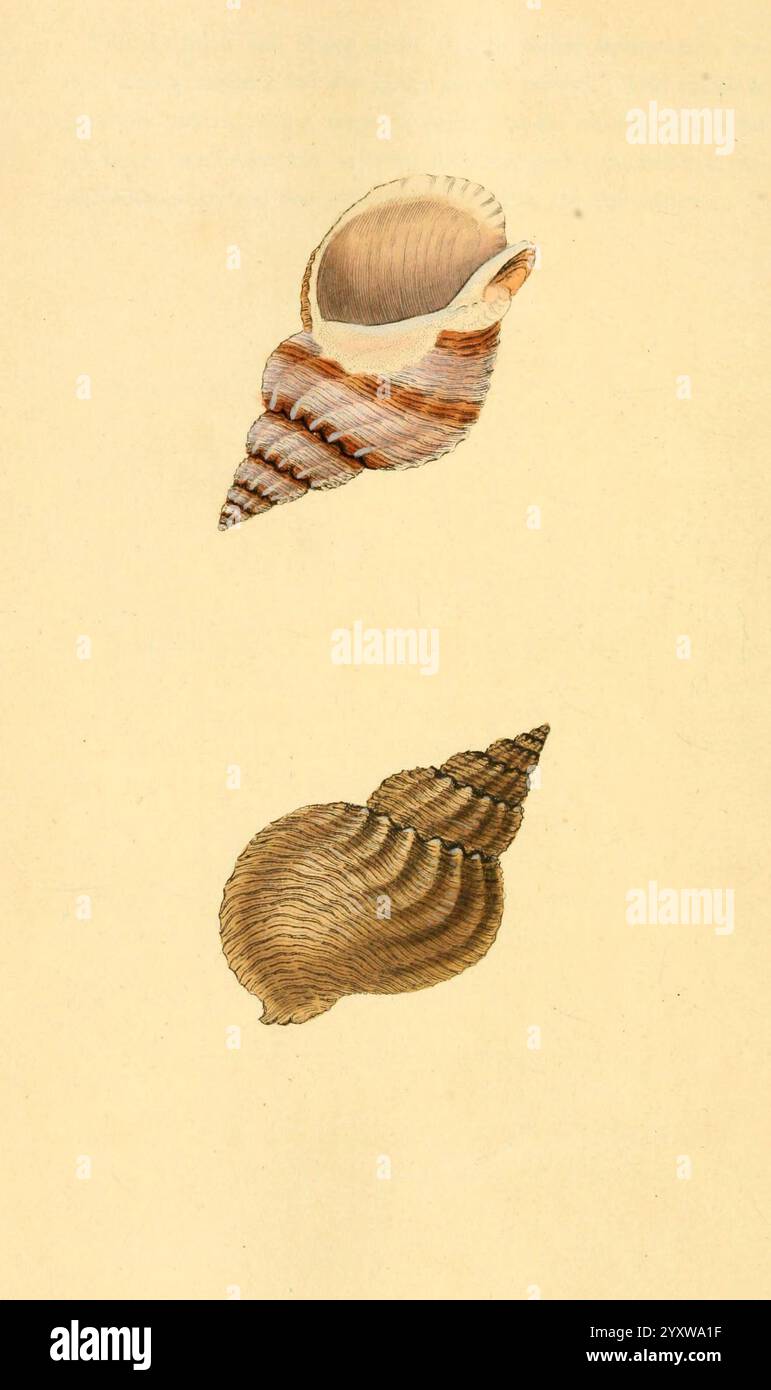 Illustration displays two distinct shell specimens hi-res stock ...