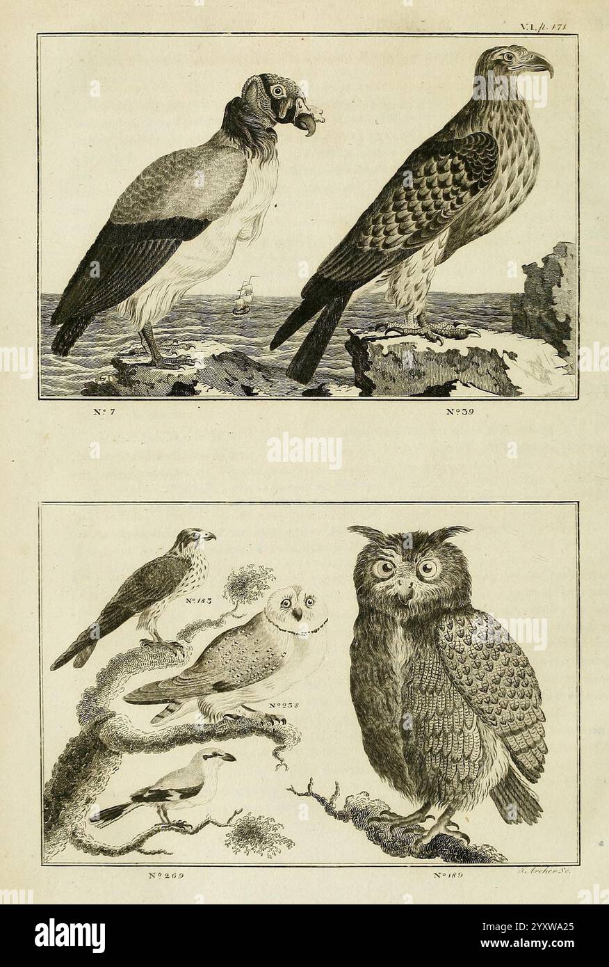 The, animal, kingdom, or zoological, system, of, the, celebrated, Sir ...