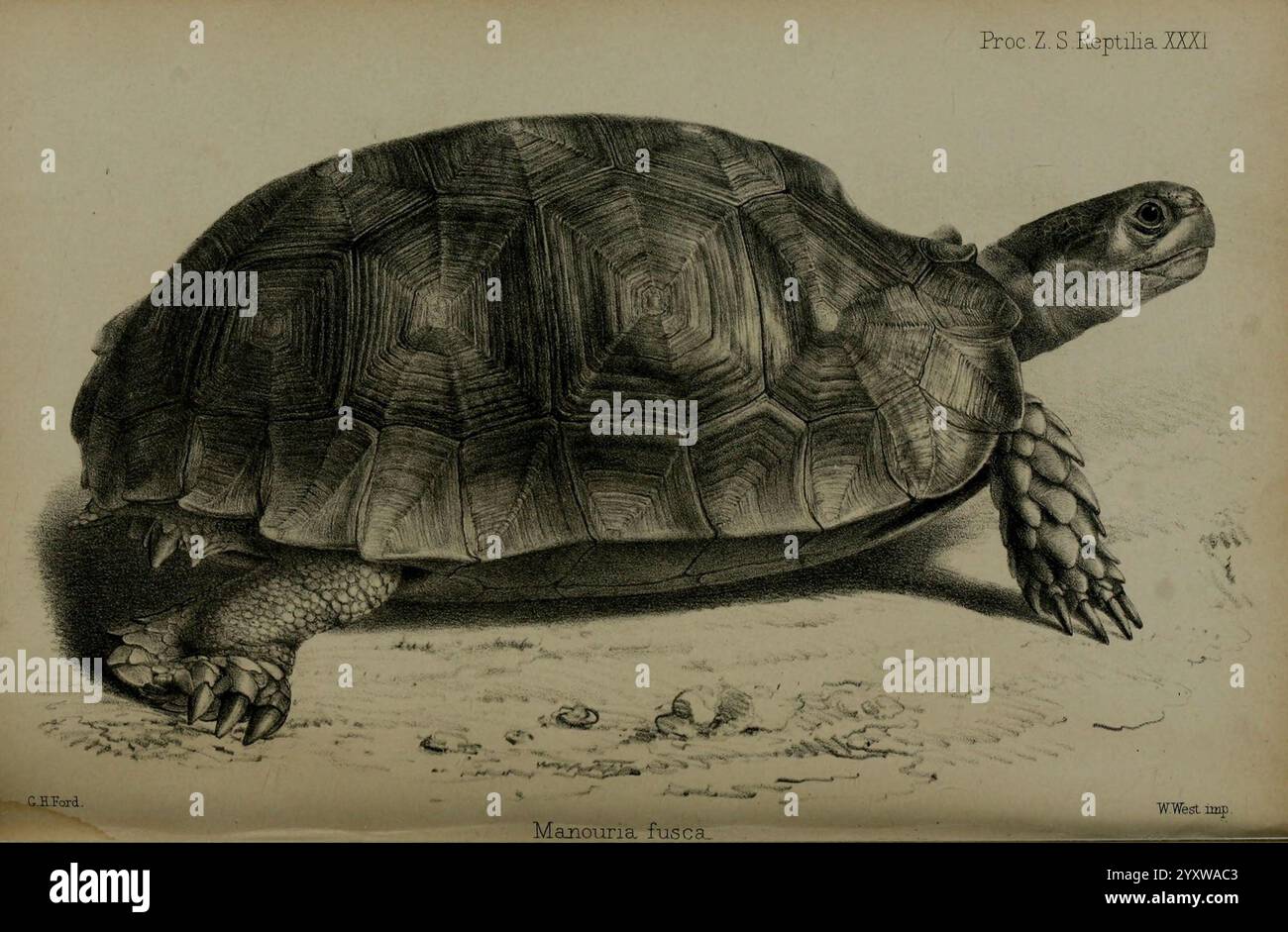 Tortoise Shell Ridges Proceedings of the Zoological Society of London, 1860, London, Academic ...