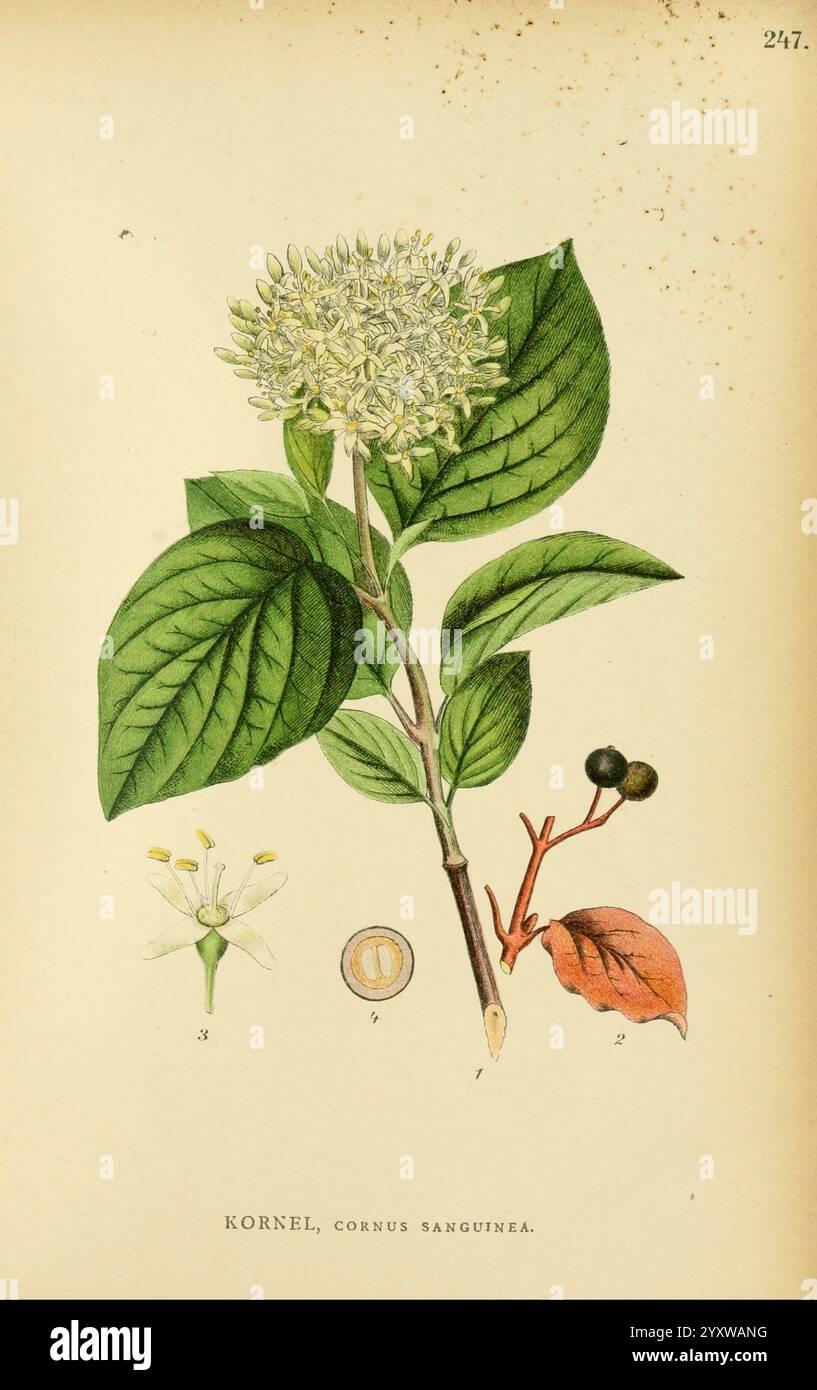 Oransje Blomster PNG Transparent Images Free Download | Vector Files |  Pngtree, image size:817x1390