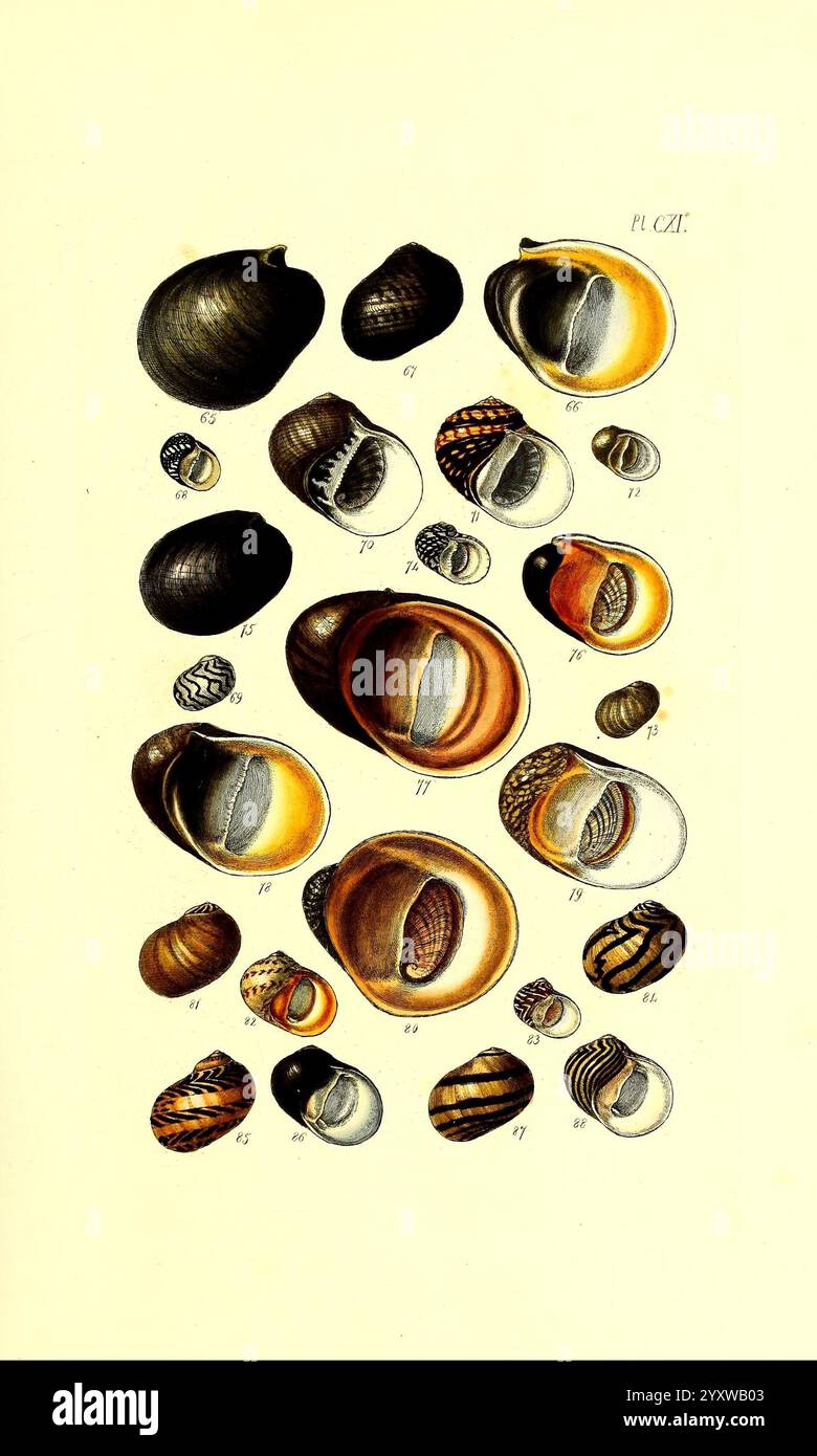 Vary Shell Display larger structures hi-res stock photography and images - Alamy