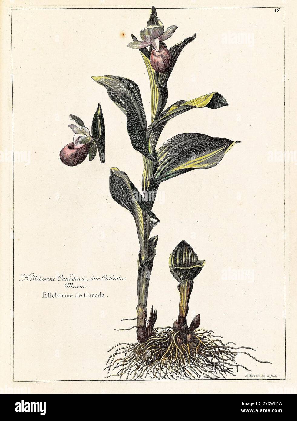 Recueil des plantes dessinées et gravées par ordre du roi Louis XIV, Paris, Impr. royale, 1786, Pictorial works, Plants, A botanical illustration depicting the intricate details of the Cypripedium calceolus, commonly known as the yellow lady's slipper orchid. This elegant plant features a prominent, pouch-shaped flower at the top, enveloped by elongated, green leaves that exhibit a natural sheen. Below the flower, additional buds can be seen emerging from the soil, with delicate root structures clearly illustrated. The title, ''Heliocrine canadensis, ' is elegantly scripted alongside the botan Stock Photo