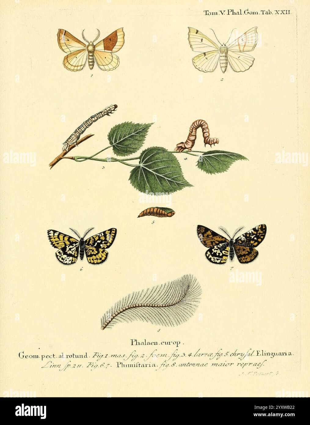 Moths connection hi-res stock photography and images - Alamy