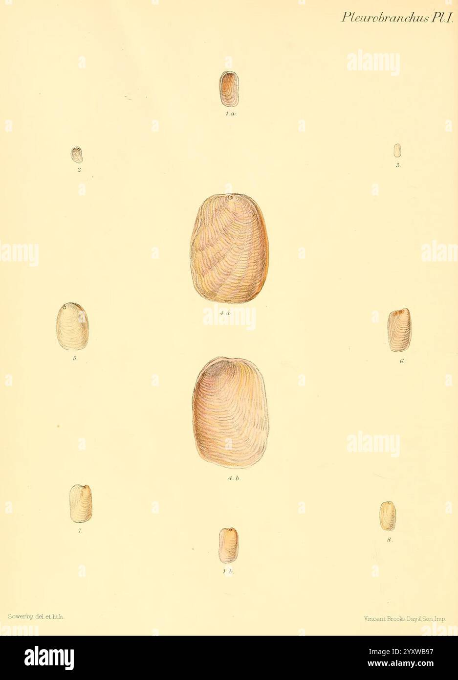 Conchologia iconica, or Illustrations of the shells of molluscous ...