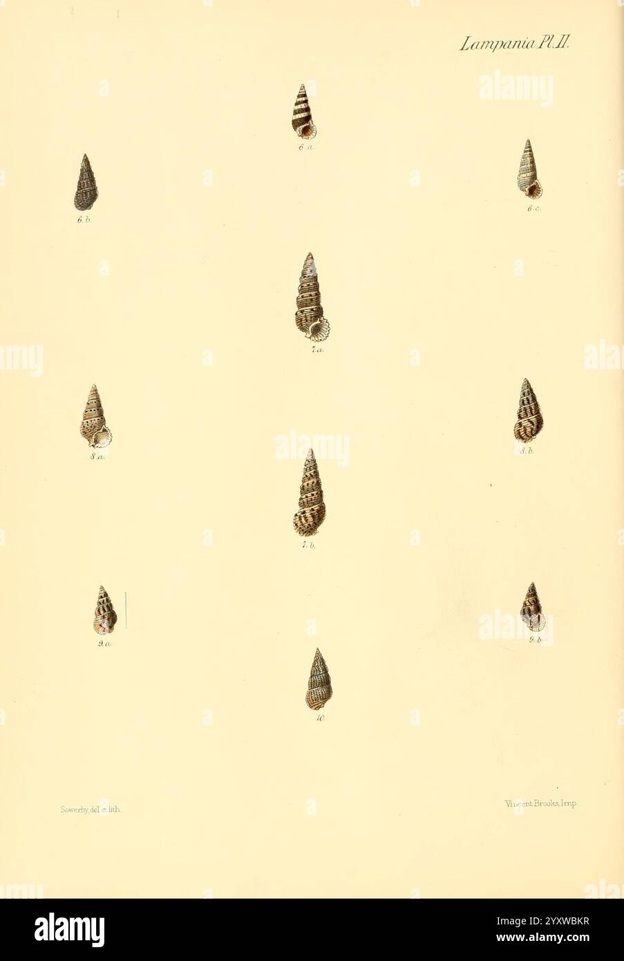 Complex surface markings hi-res stock photography and images - Alamy