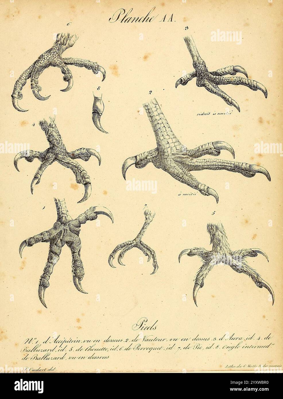 Claw structures hi-res stock photography and images - Alamy