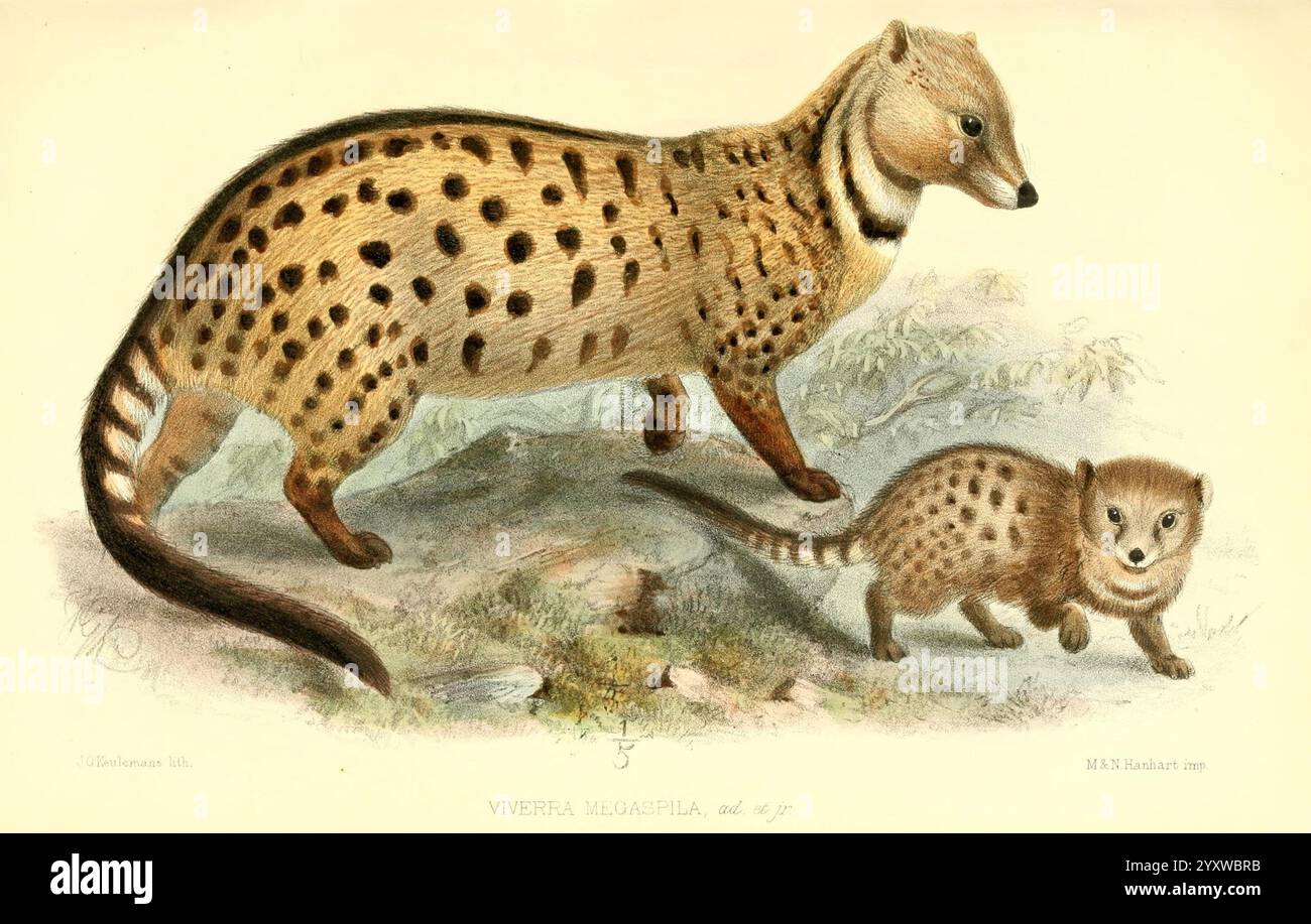 Larger creature displays hi-res stock photography and images - Alamy