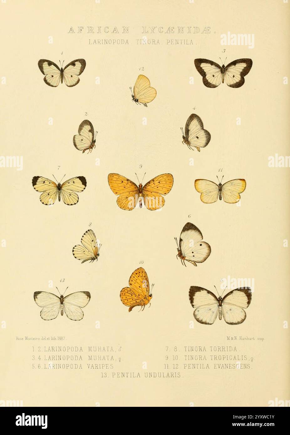 Rhopalocera exotica London, Gurney & Jackson,1887-1902 Butterflies ...