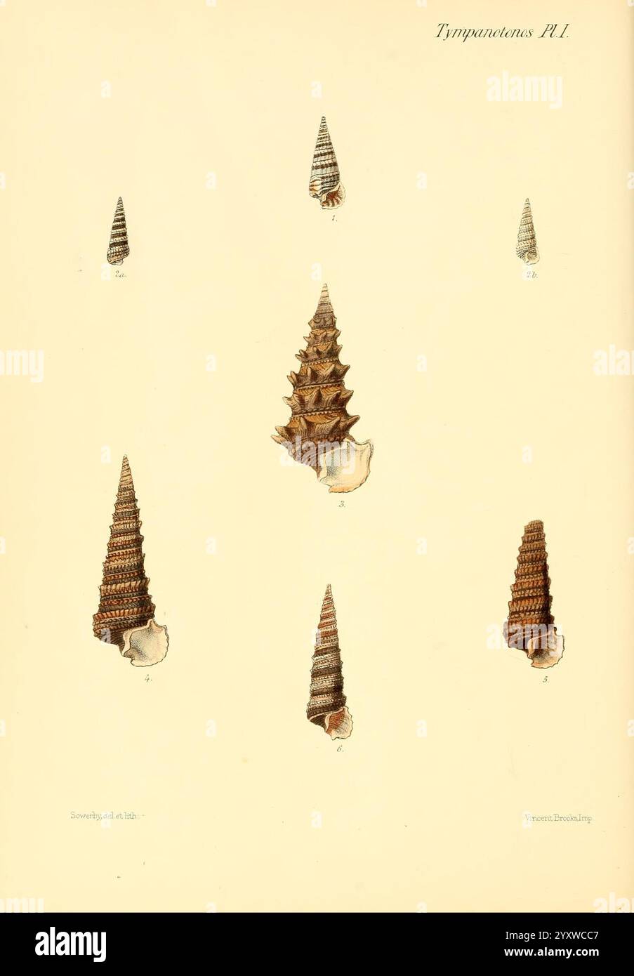 Conchologia Iconica, or Illustrations of the Shells of Molluscous ...