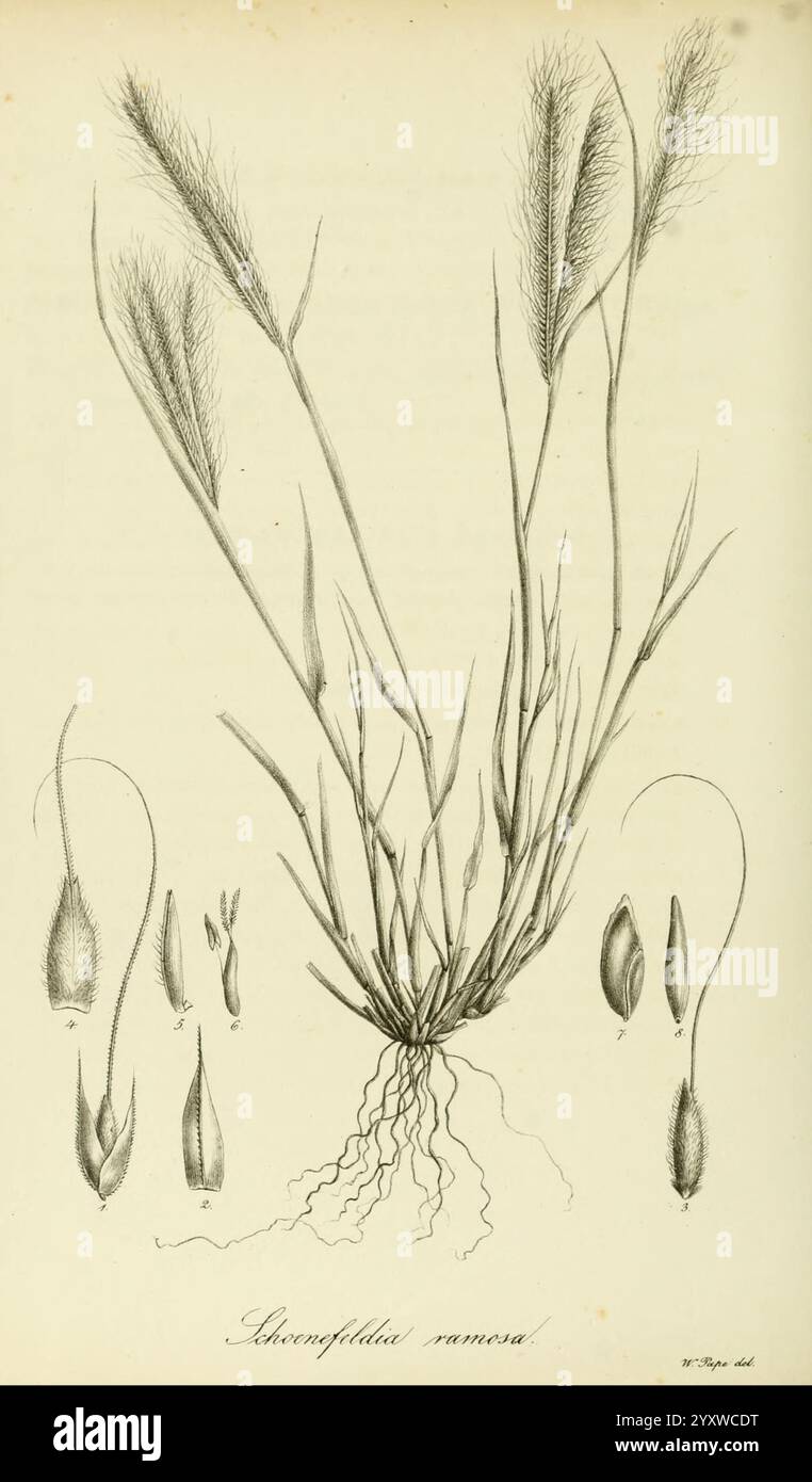 Feathery Roots Showcase delicate feathery structures hi-res stock photography and ...