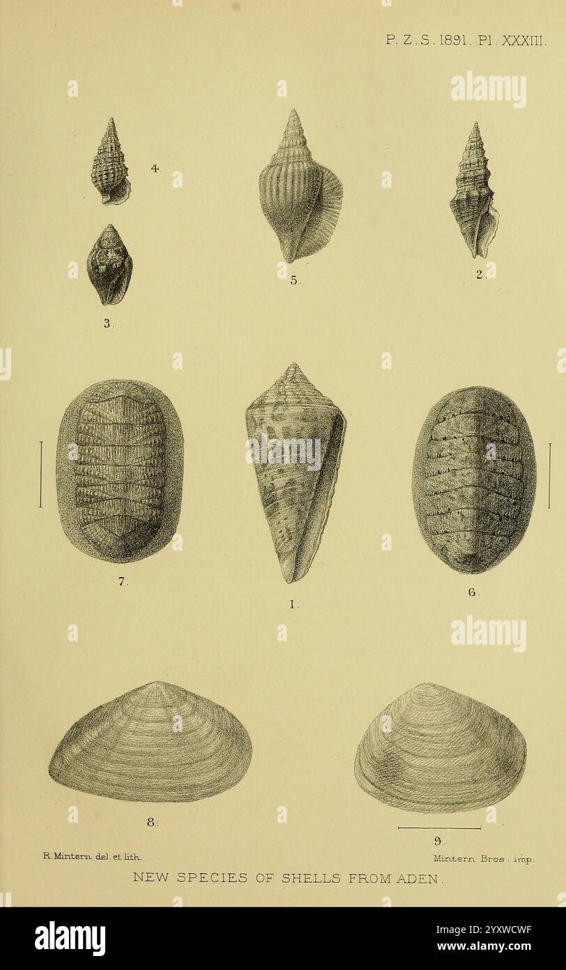 Nine distinct shells hi-res stock photography and images - Alamy
