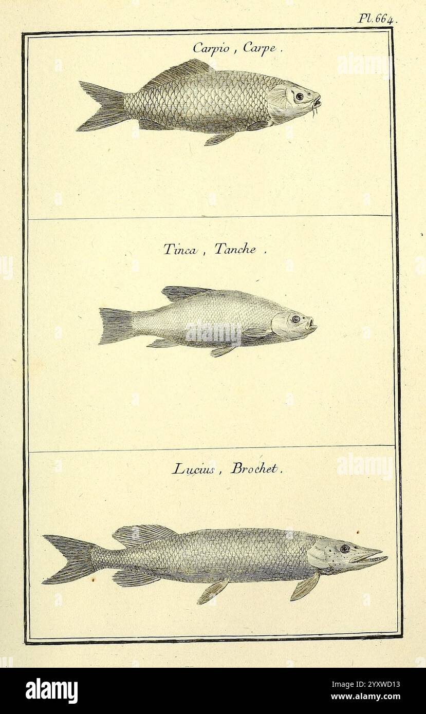 Distinct Fish Three distinct fish species hi-res stock photography and images - Alamy