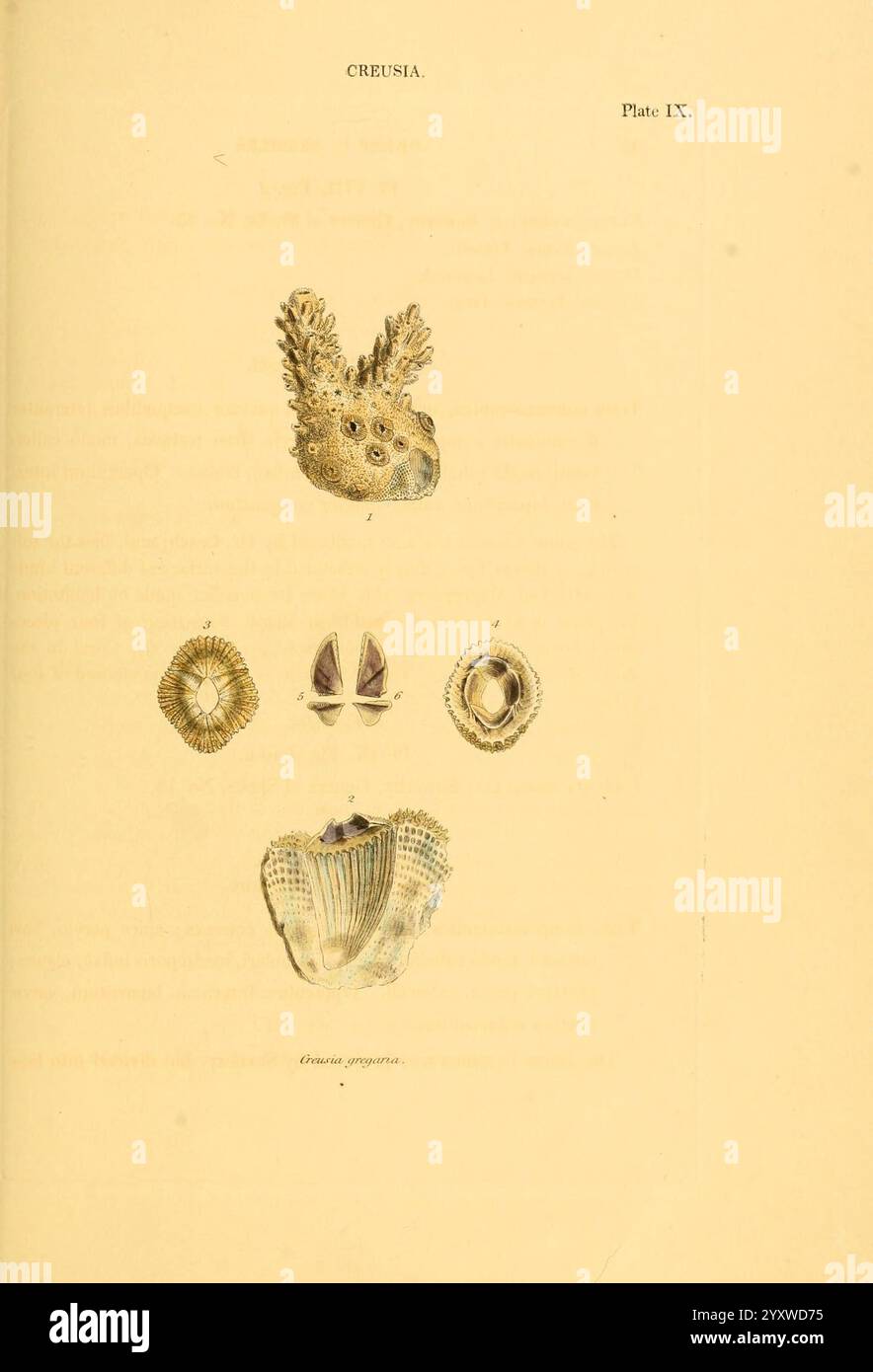 Representing bivalves hi-res stock photography and images - Alamy