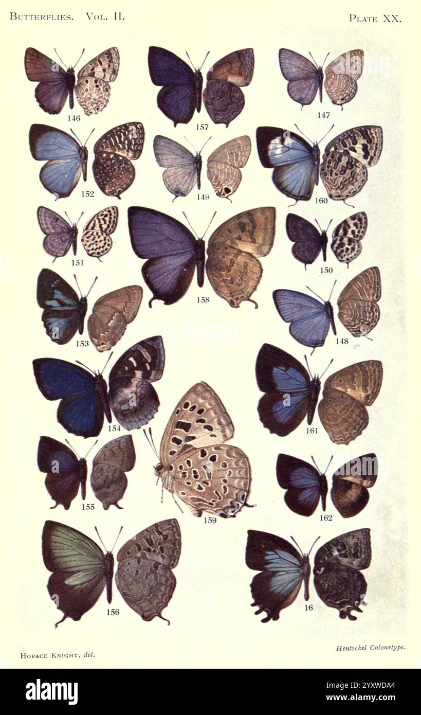 Butterfly displays unique markings hi-res stock photography and images ...