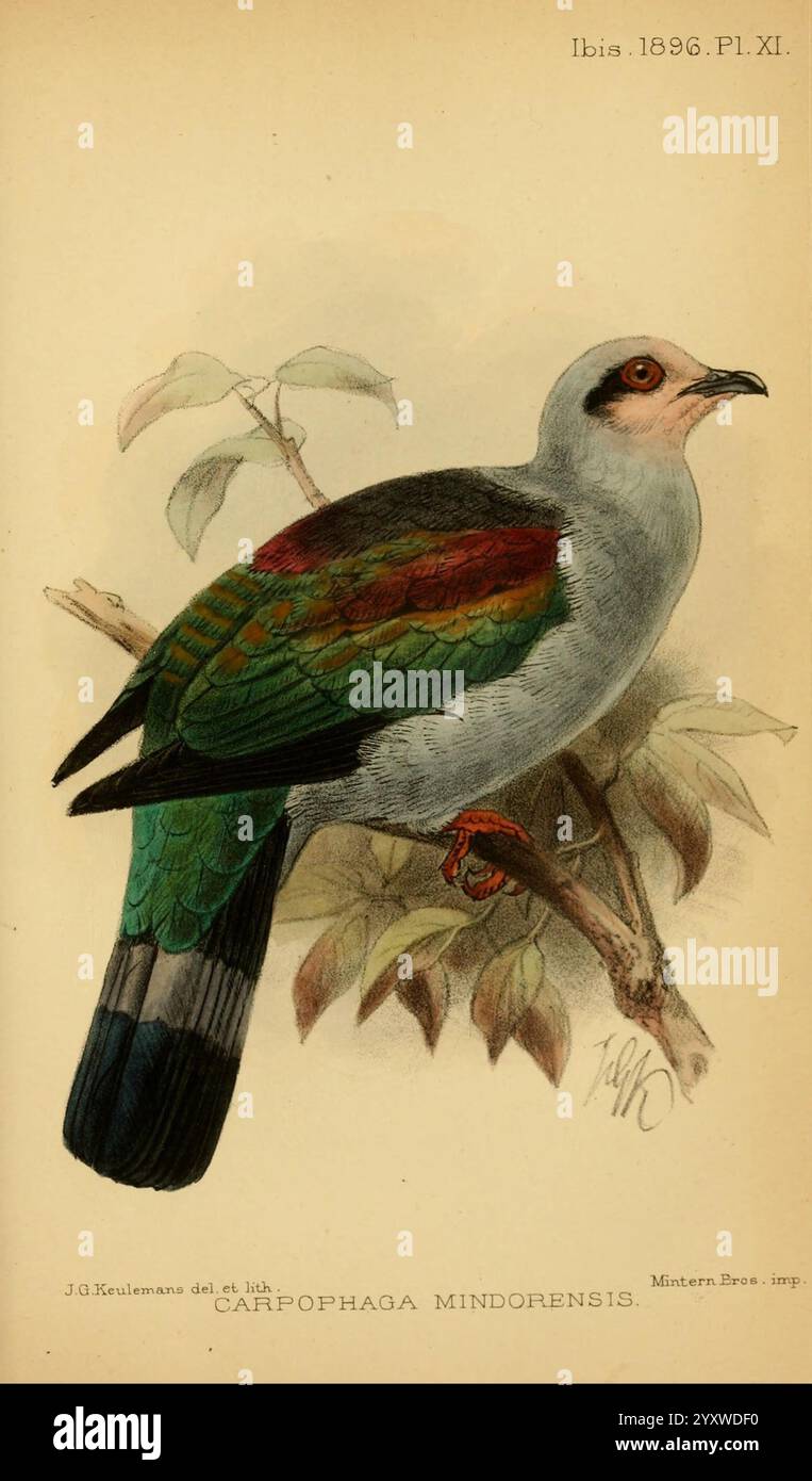 Mmindano Color Mindanao fruit dove hi-res stock photography and images - Alamy