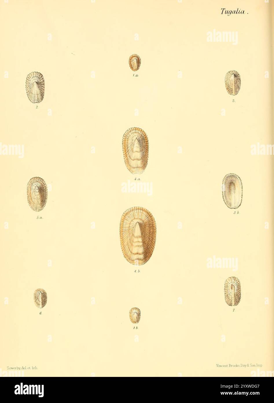 Series of detailed representations of various shell shapes hi-res stock ...