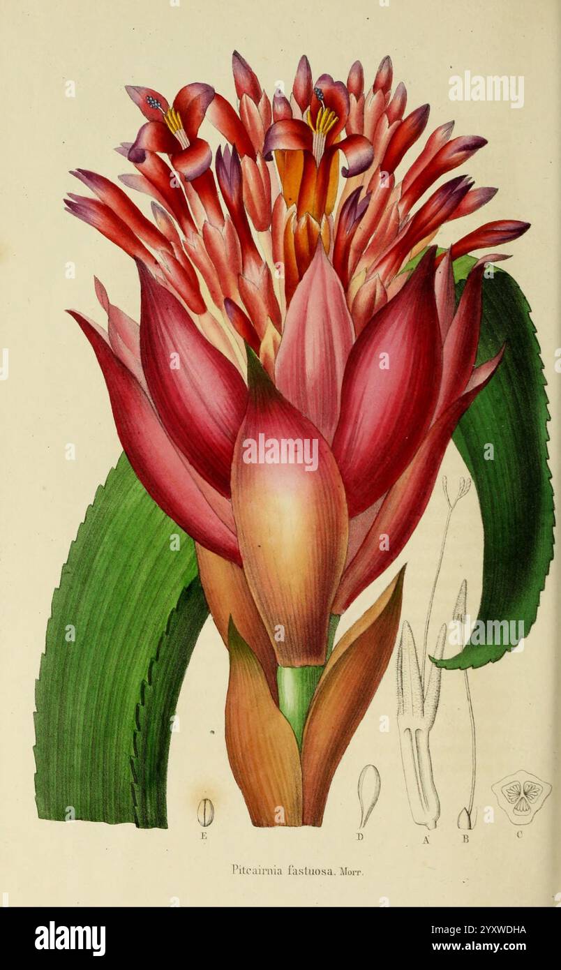 gay plants Live Nepenthes St. Gaya Carnivorous