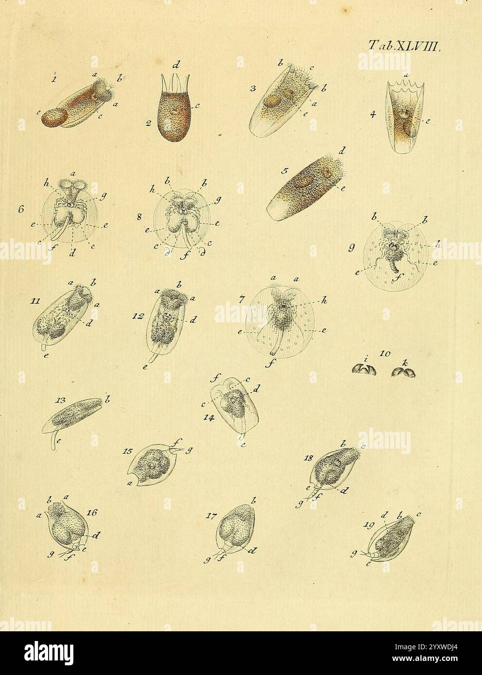 Numbered segment highlights various forms hi-res stock photography and ...