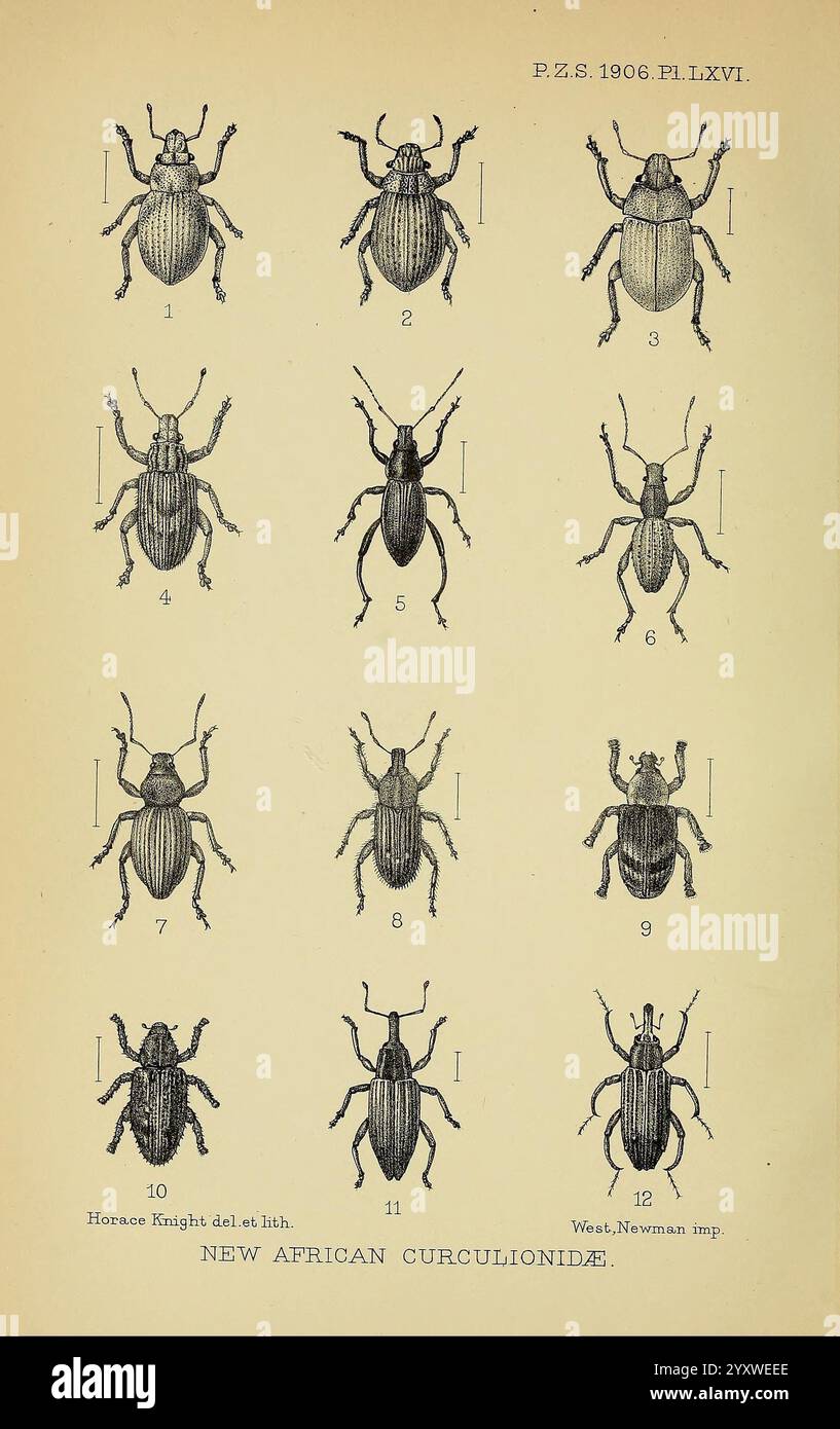 Twelve distinct beetle species hi-res stock photography and images - Alamy