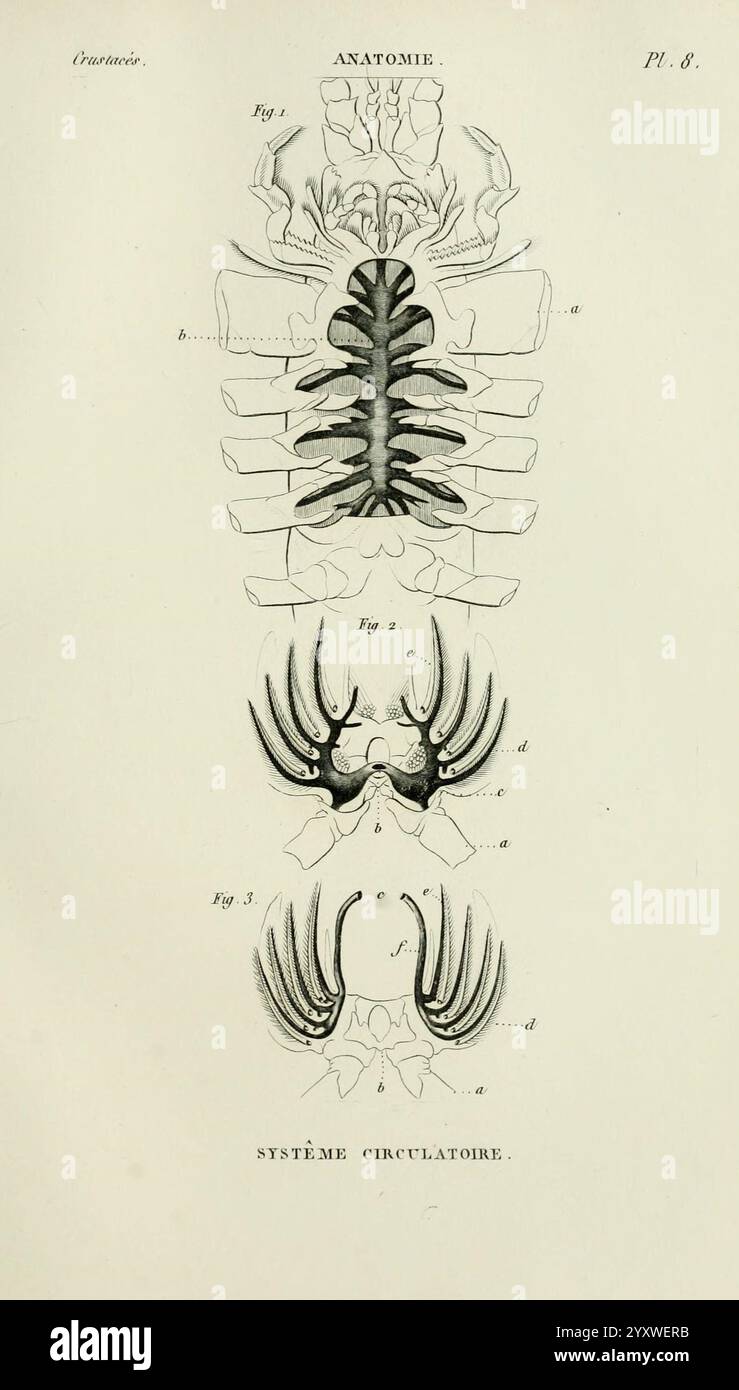 Detailed depictions of rib structures hi-res stock photography and ...
