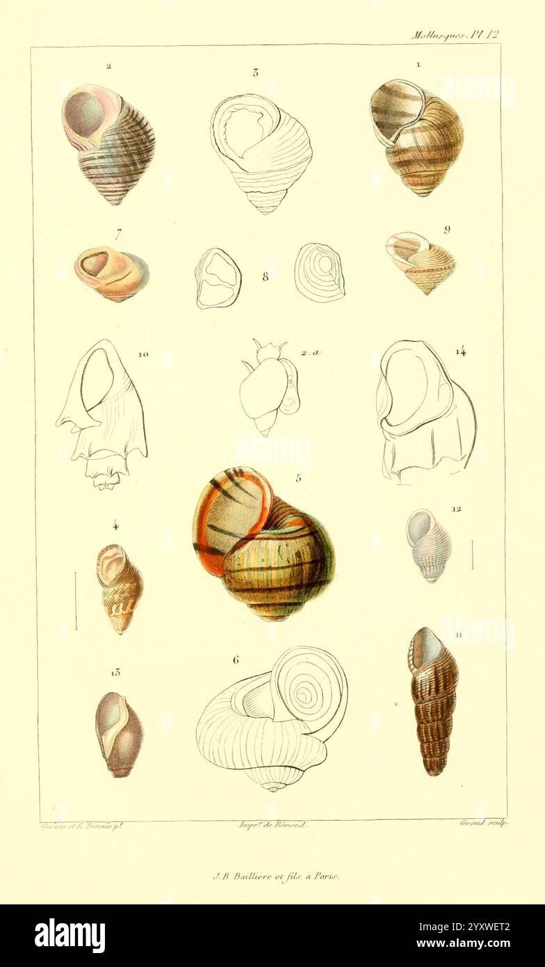 Les mollusques, Paris, J. B. Baillière, 1868, mollusks, classification ...