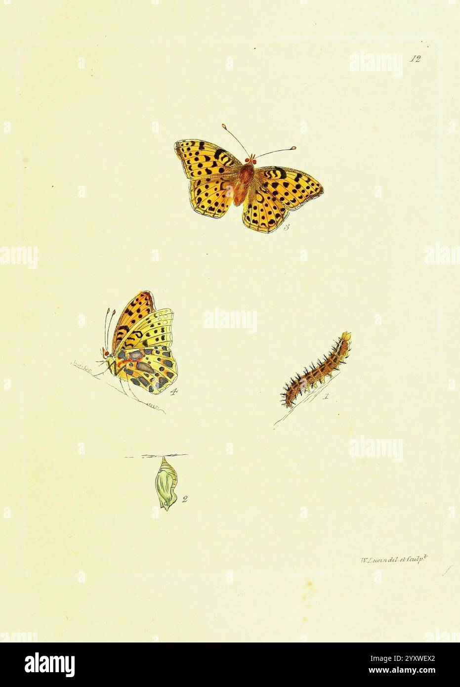 Chrysalis highlights hi-res stock photography and images - Alamy