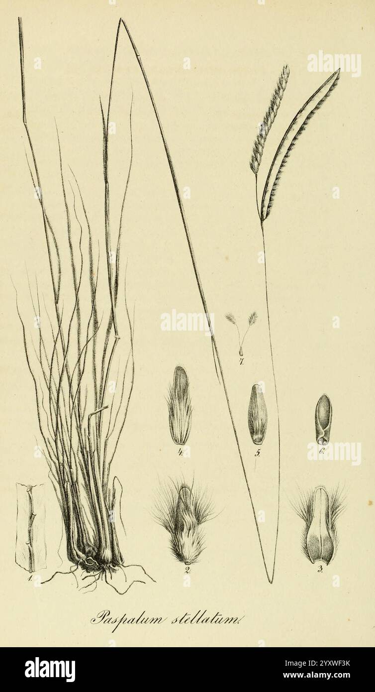 Species Graminum, Petropoli, Impensis Academiae Imperialis Scientiarum, 1828-1836, gramineae, pictorial works, grasses, The illustration features various stages and parts of a plant identified as ''Paspalum stellatum.'' On the left, elongated, thin blades of grass depict the plant's growth, while roots are illustrated for a clear understanding of its structure. To the right, a detailed depiction of the inflorescence showcases the flowering part of the plant, with numbers indicating distinct features such as the seeds and florets. Each element is labeled, providing a comprehensive botanical ref Stock Photo