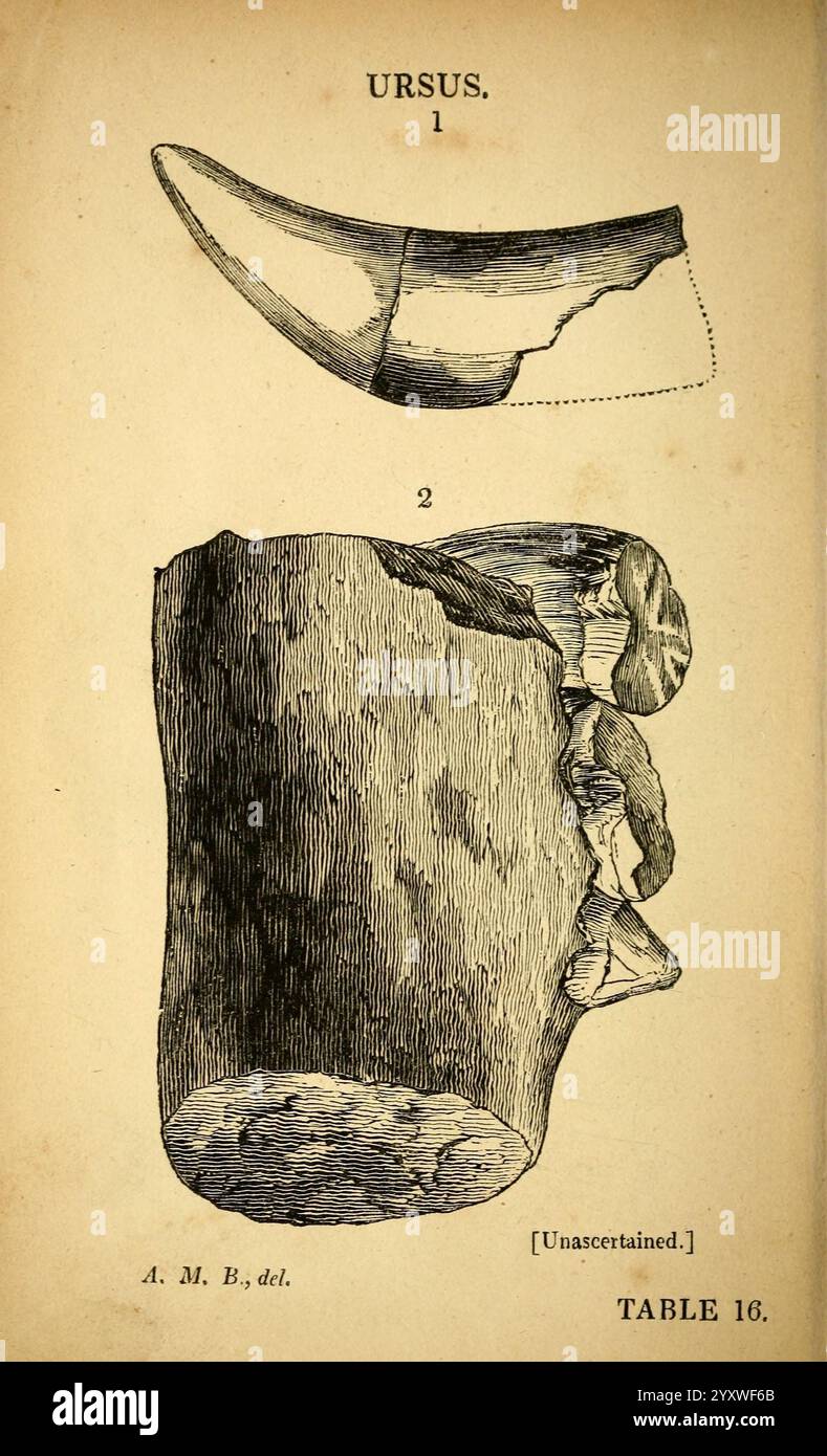 The natural history of South Devon, Plymouth, Printed and published by ...