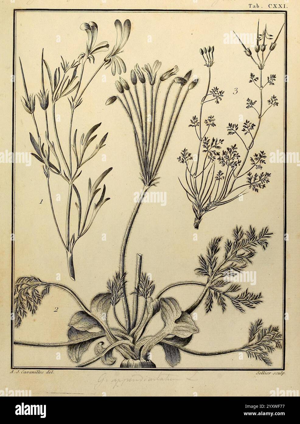 Slender plant displays hi-res stock photography and images - Alamy